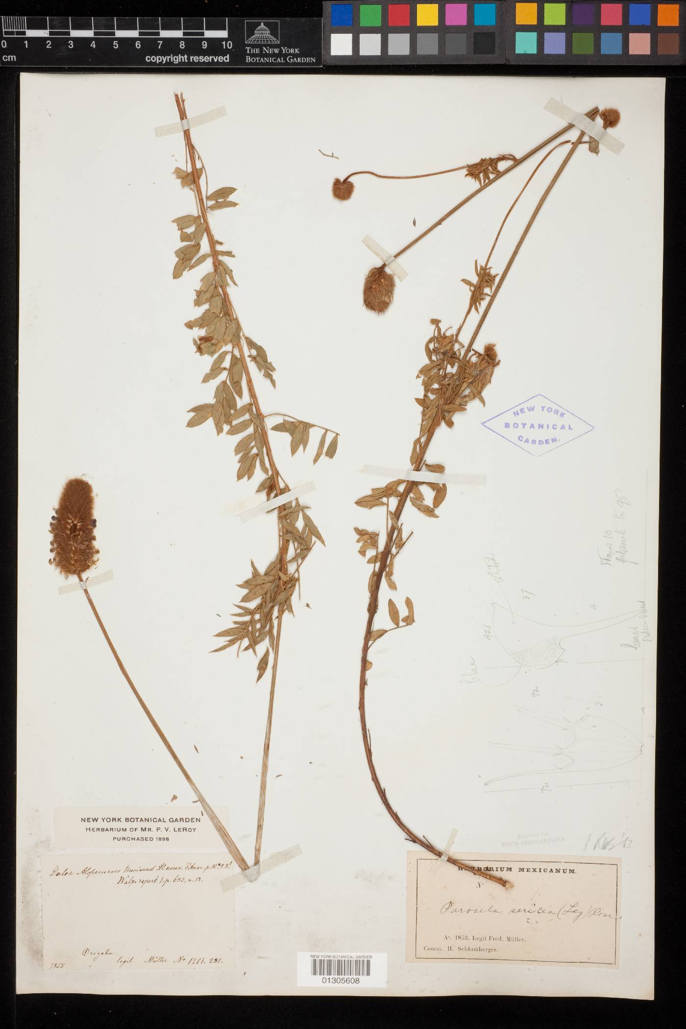 Dalea sericea image