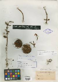 Phoradendron brachystachyum image