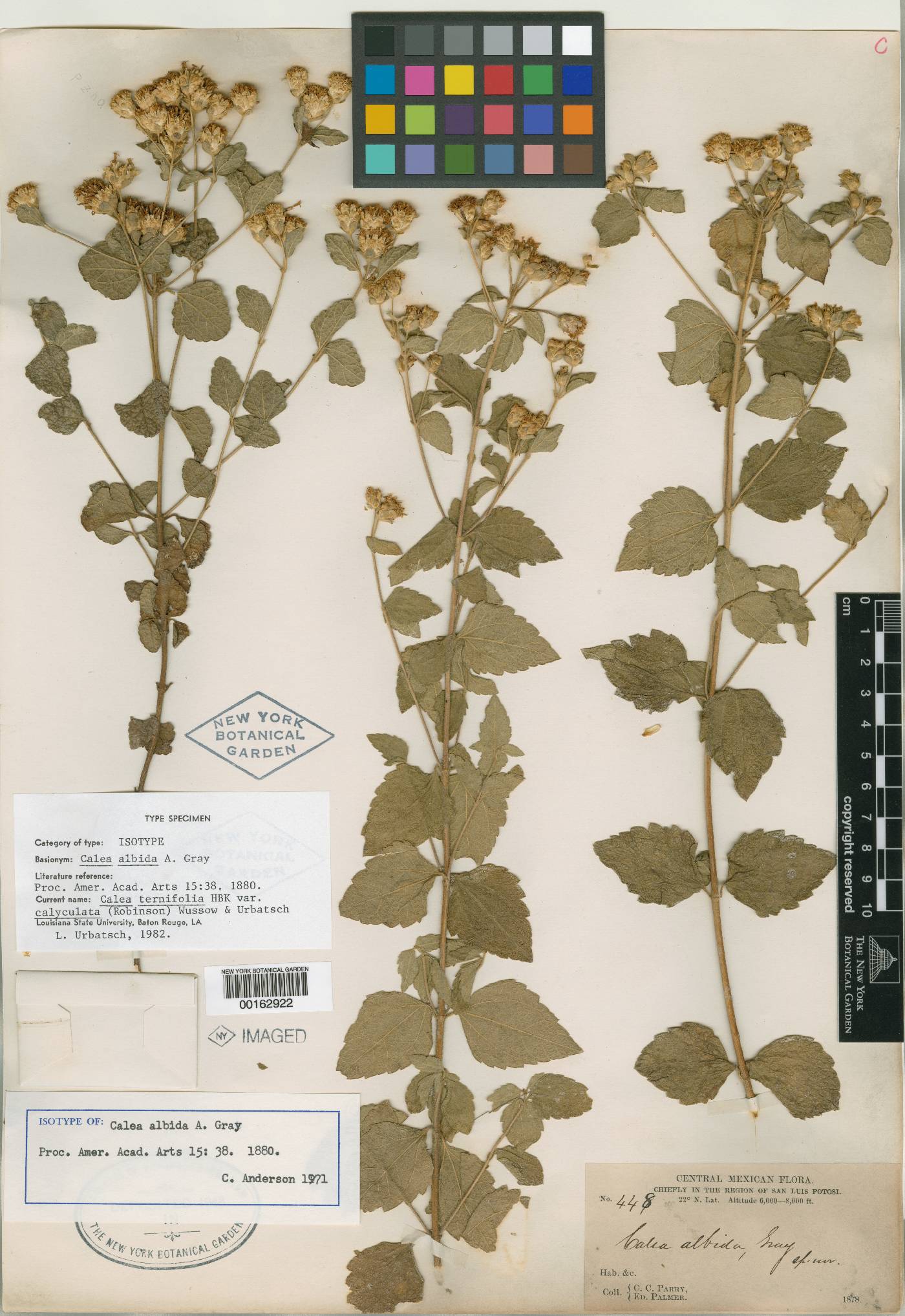 Calea ternifolia image