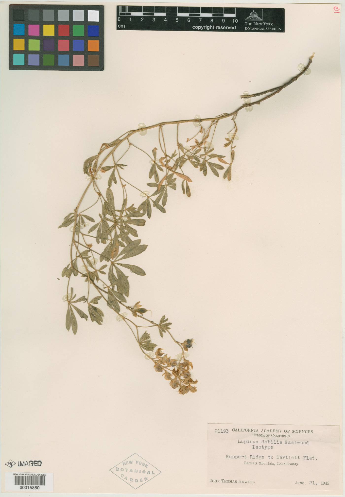 Lupinus debilis image