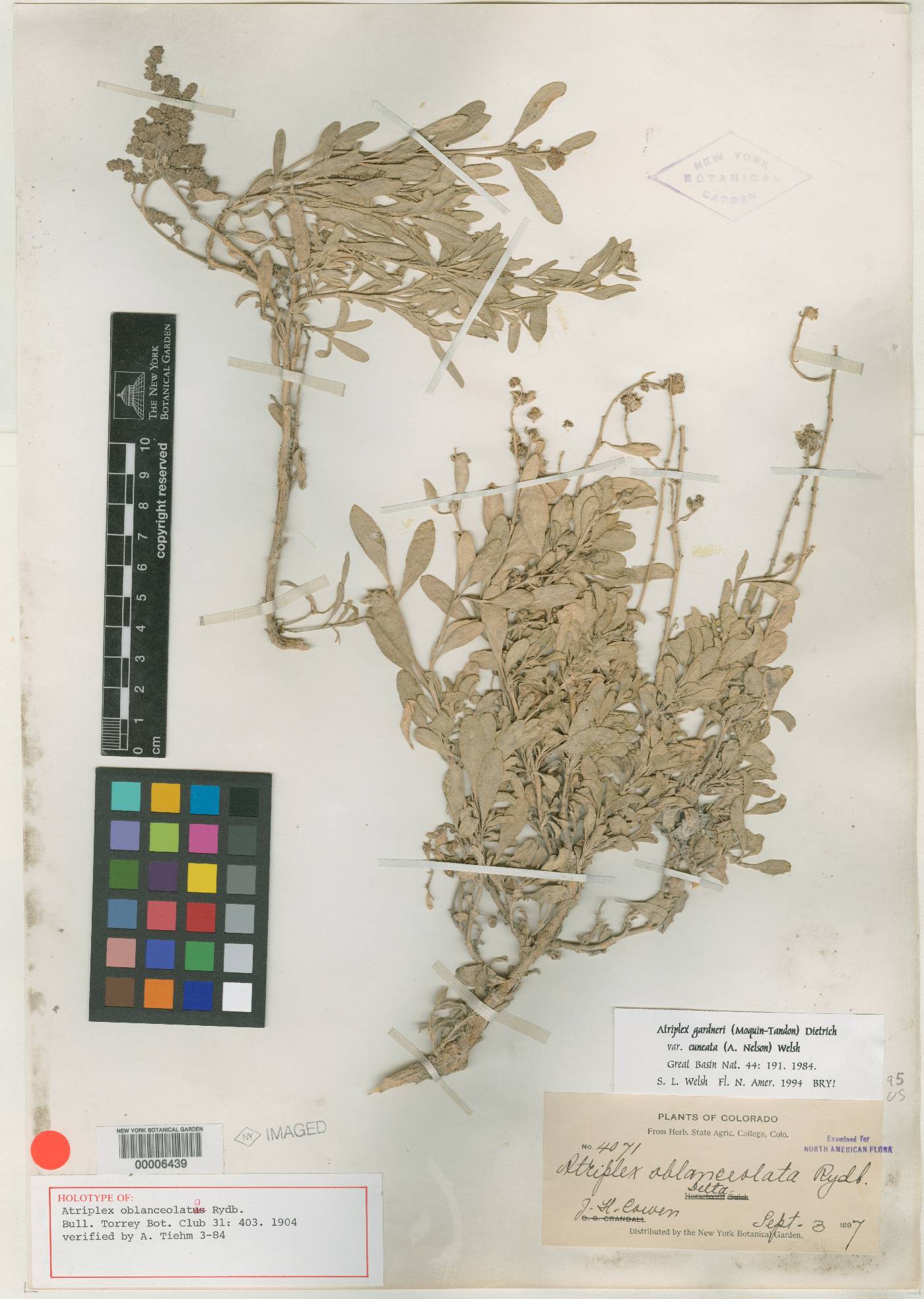 Atriplex oblanceolata image