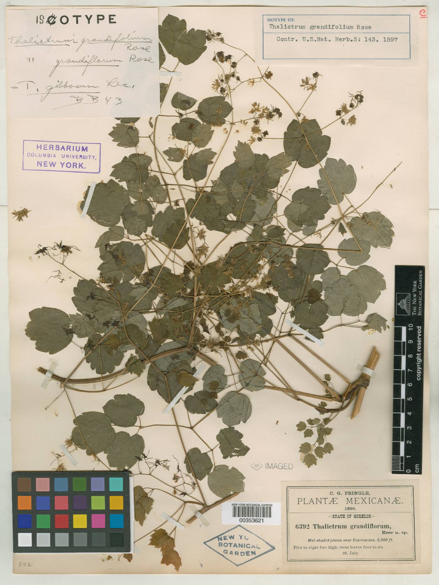 Thalictrum grandifolium image