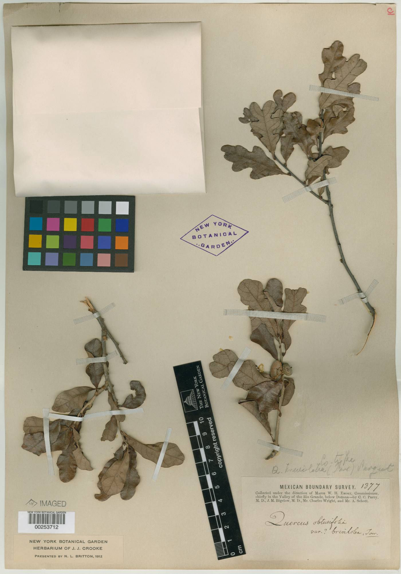 Quercus sinuata var. breviloba image