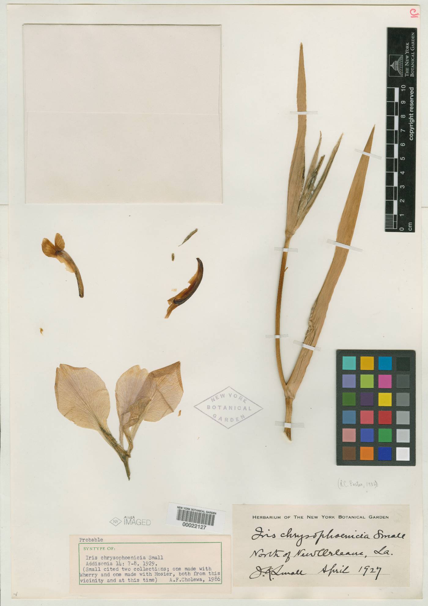 Iris chrysophoenicia image