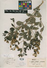 Image of Baptisia intermedia