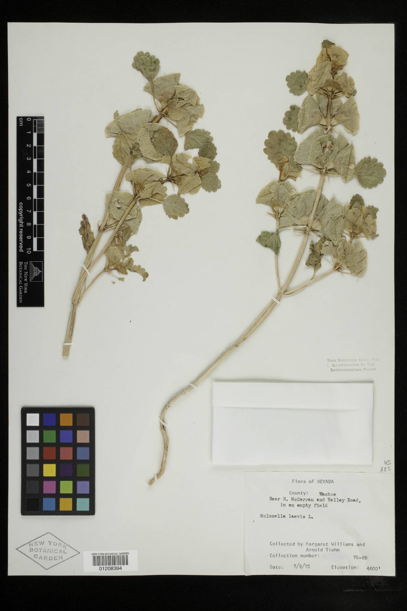 Moluccella image