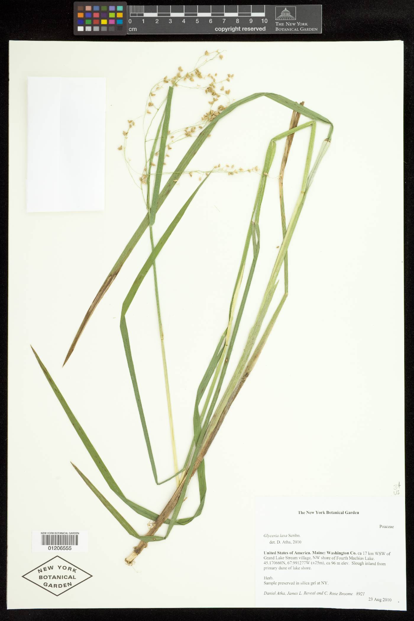 Glyceria laxa image