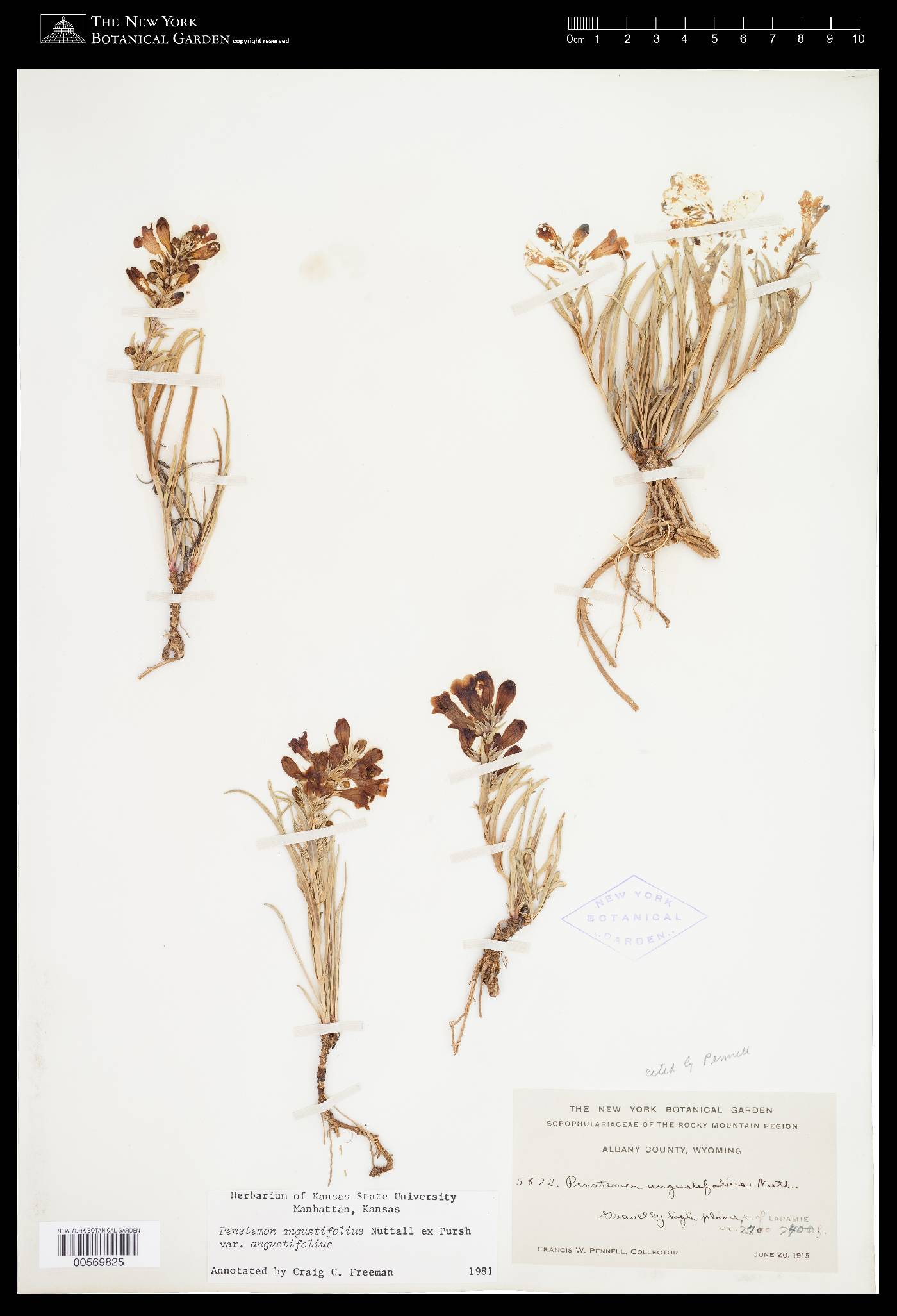 Penstemon angustifolius var. angustifolius image