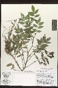 Solanum oxycarpum image