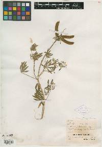 Lupinus clementinus image