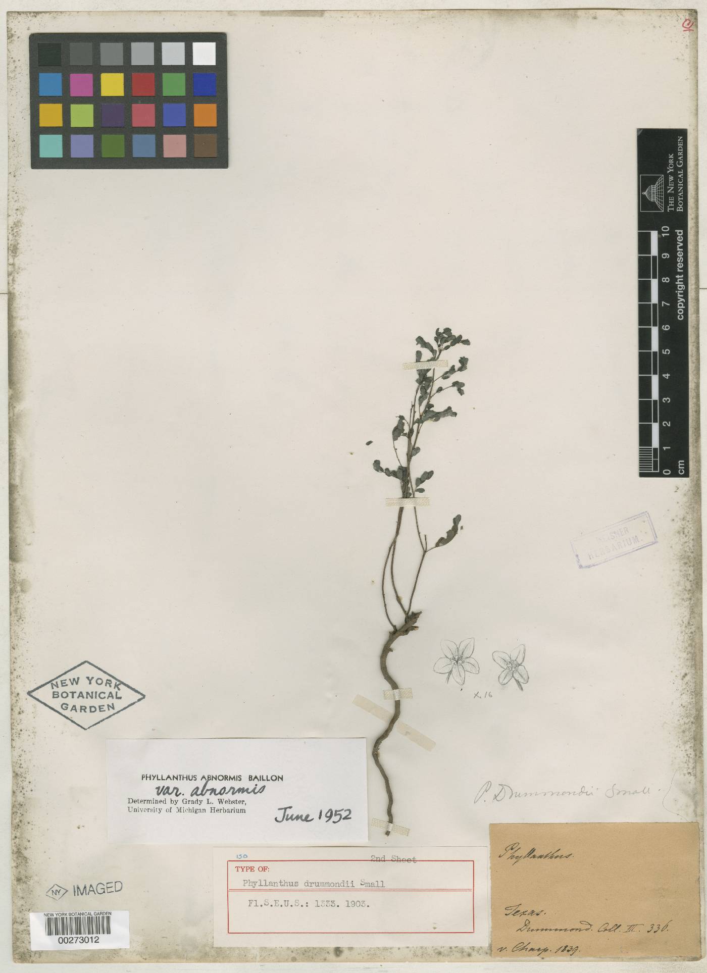 Phyllanthus drummondii image