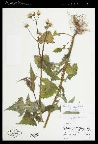 Sonchus oleraceus image