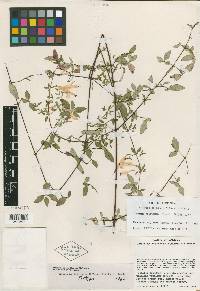 Clinopodium jaliscanum image