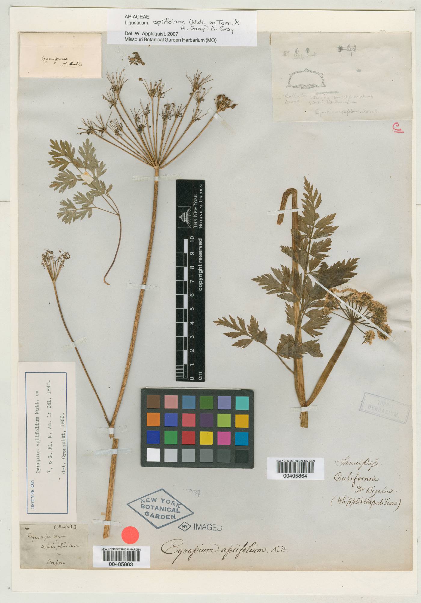 Cynapium apiifolium image