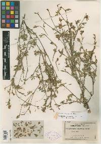 Stylosanthes prostrata image