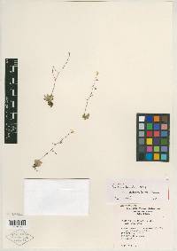 Saxifraga bryophora var. tobiasiae image