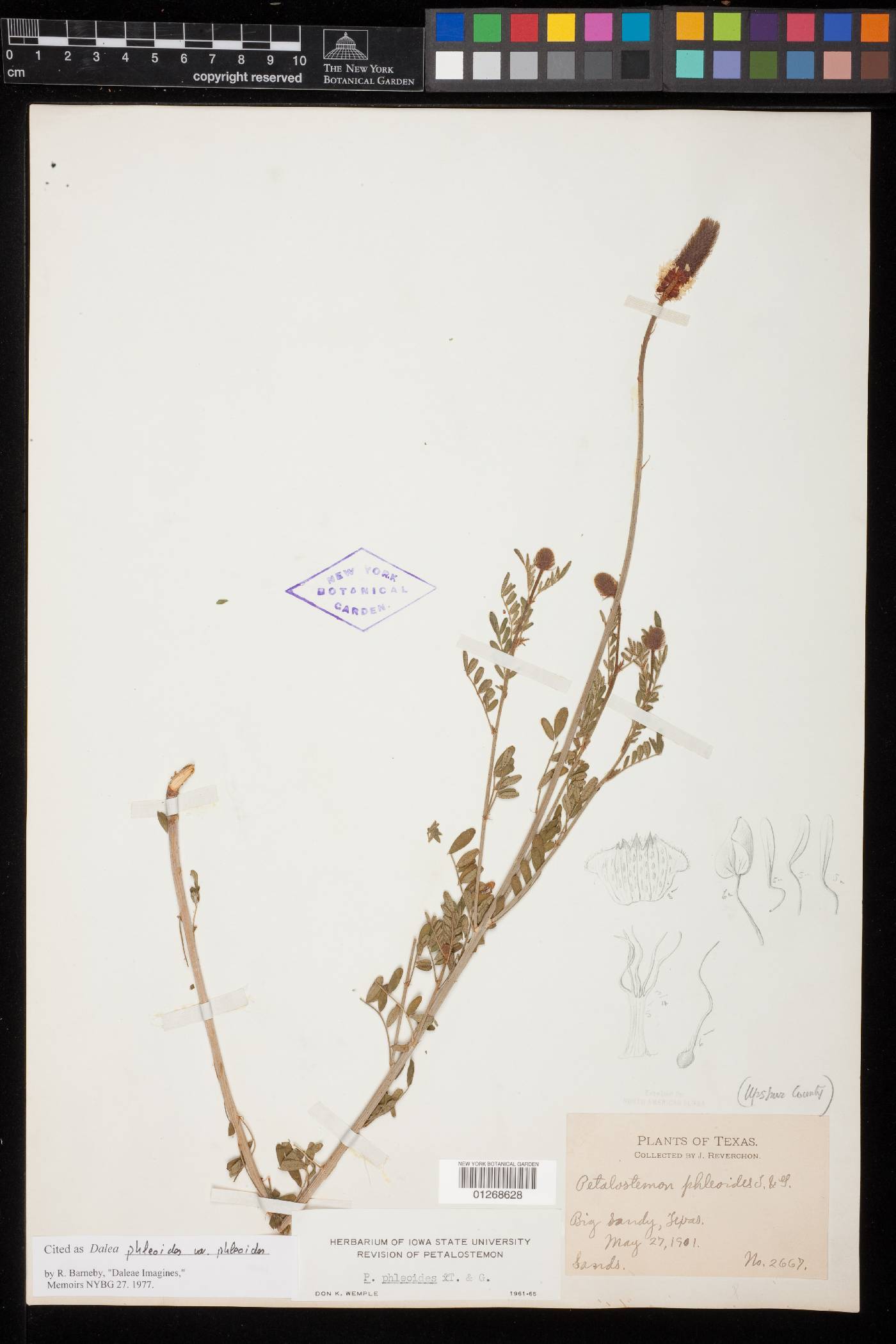 Dalea phleoides var. phleoides image