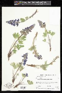 Lupinus saxosus image