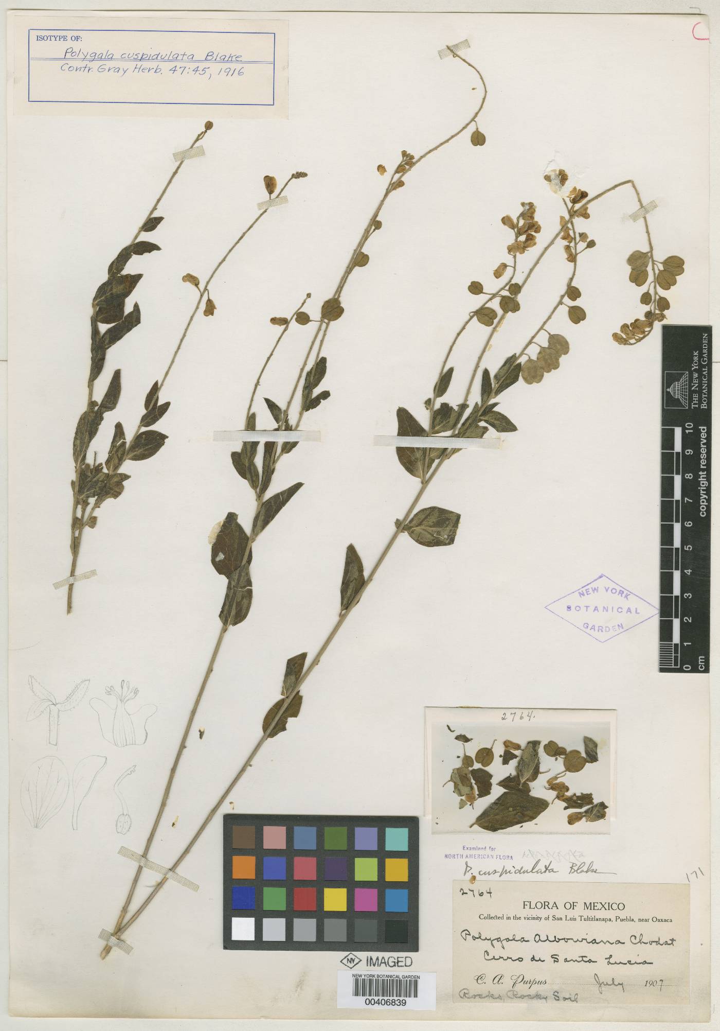 Polygala cuspidulata image