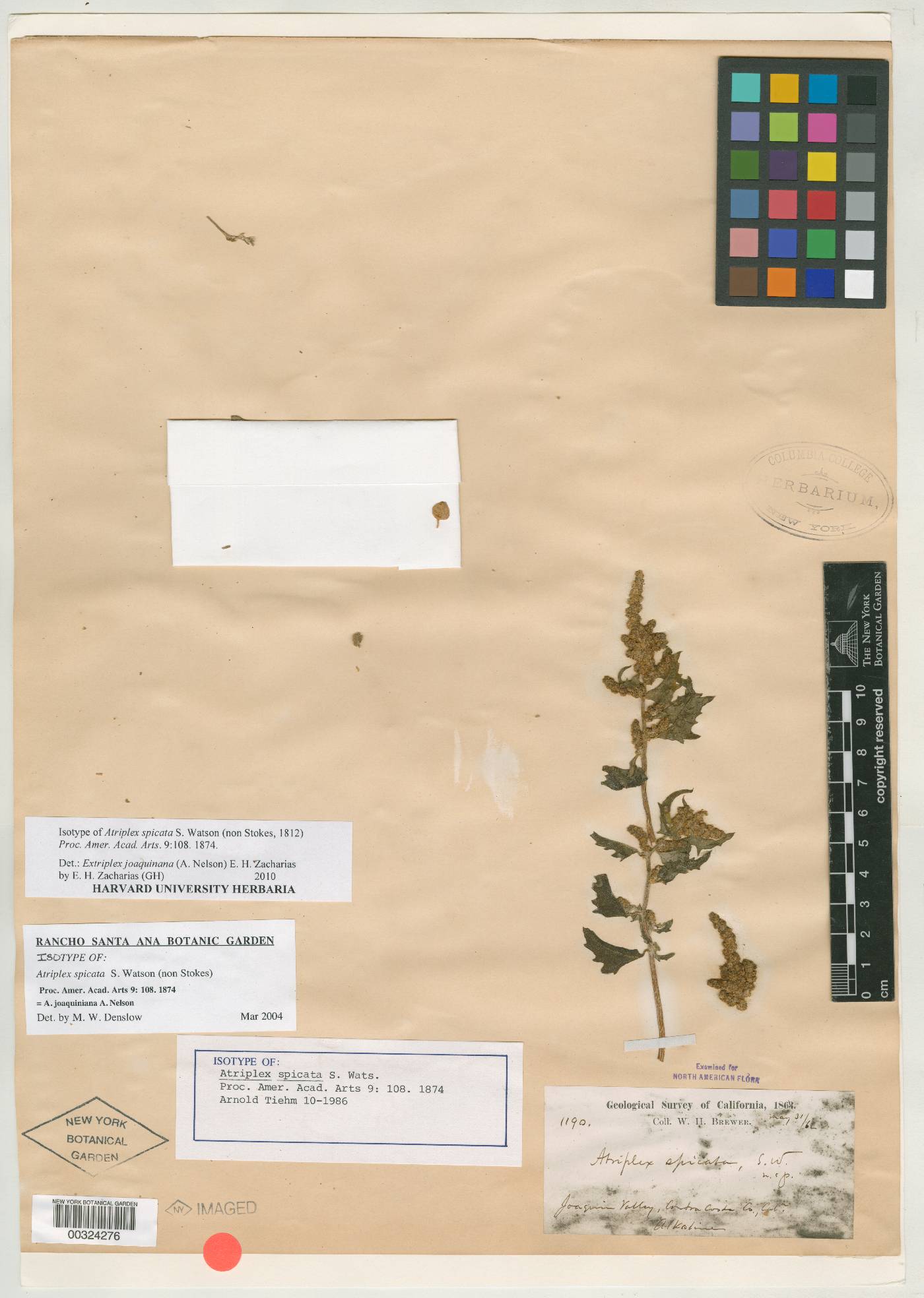Atriplex spicata image