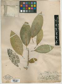 Ficus insipida image