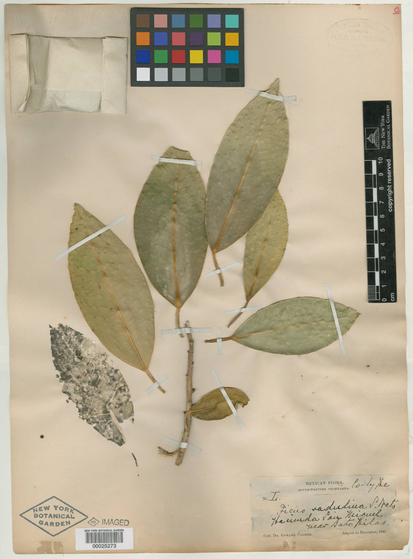 Ficus insipida subsp. radulina image