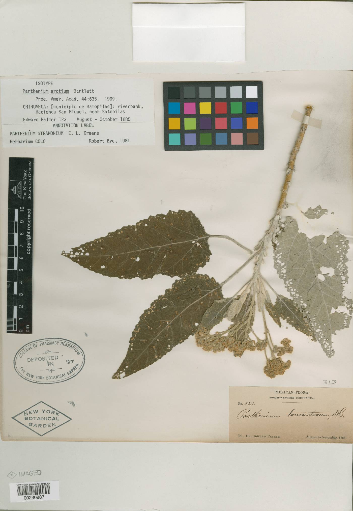 Parthenium arctium image