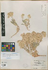 Physaria chambersii var. membranacea image