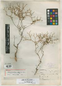 Eriogonum heermannii image