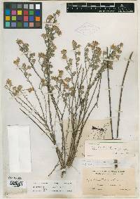 Felicia hyssopifolia subsp. glabra image