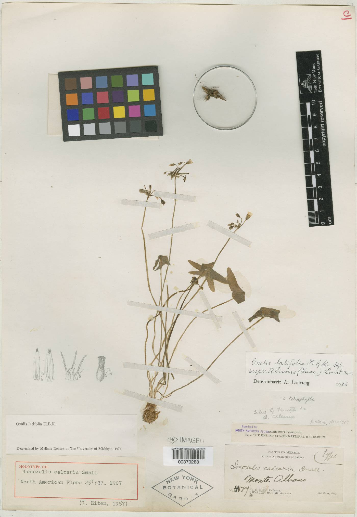 Oxalis latifolia image