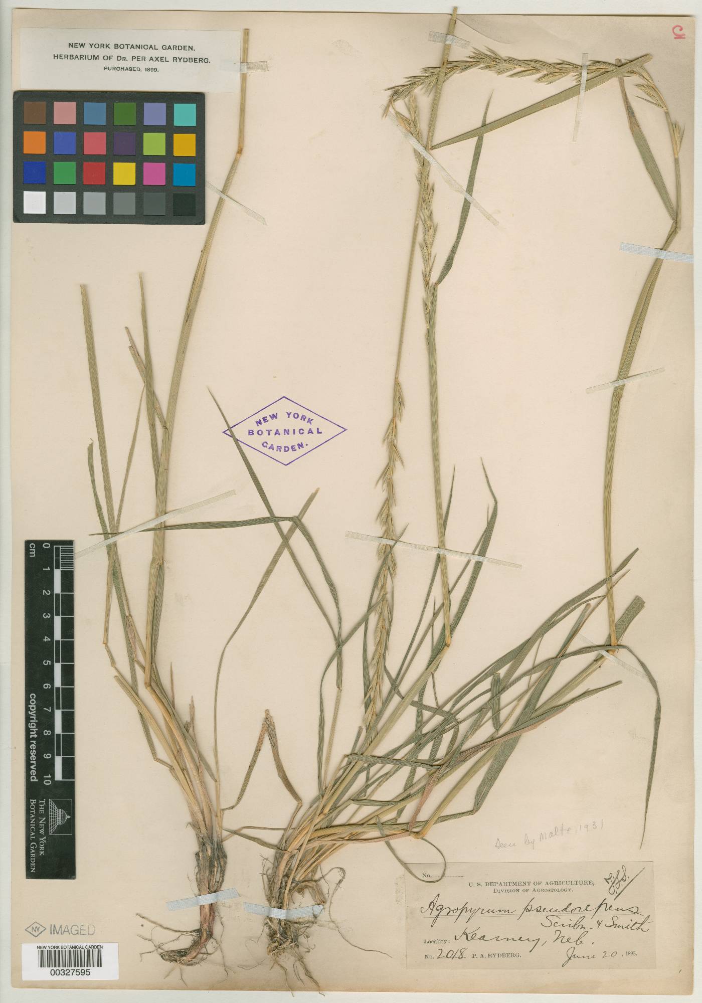 Elymus x pseudorepens image