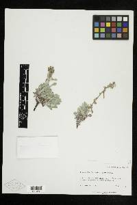 Oreocarya humilis image