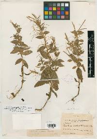 Epilobium saximontanum image