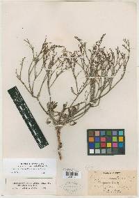 Eriogonum effusum image