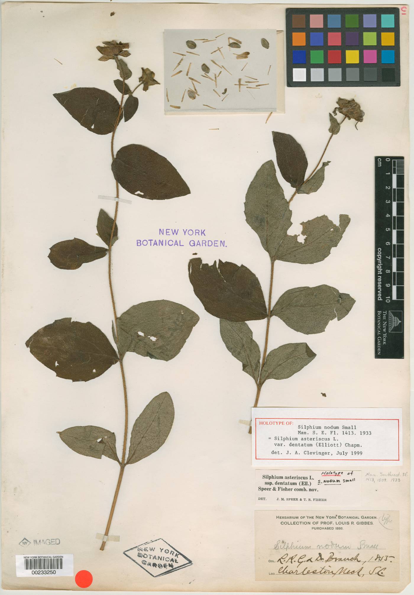 Silphium nodum image