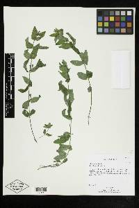 Scutellaria galericulata image