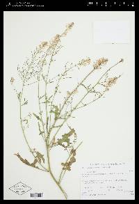 Thelypodium laciniatum image