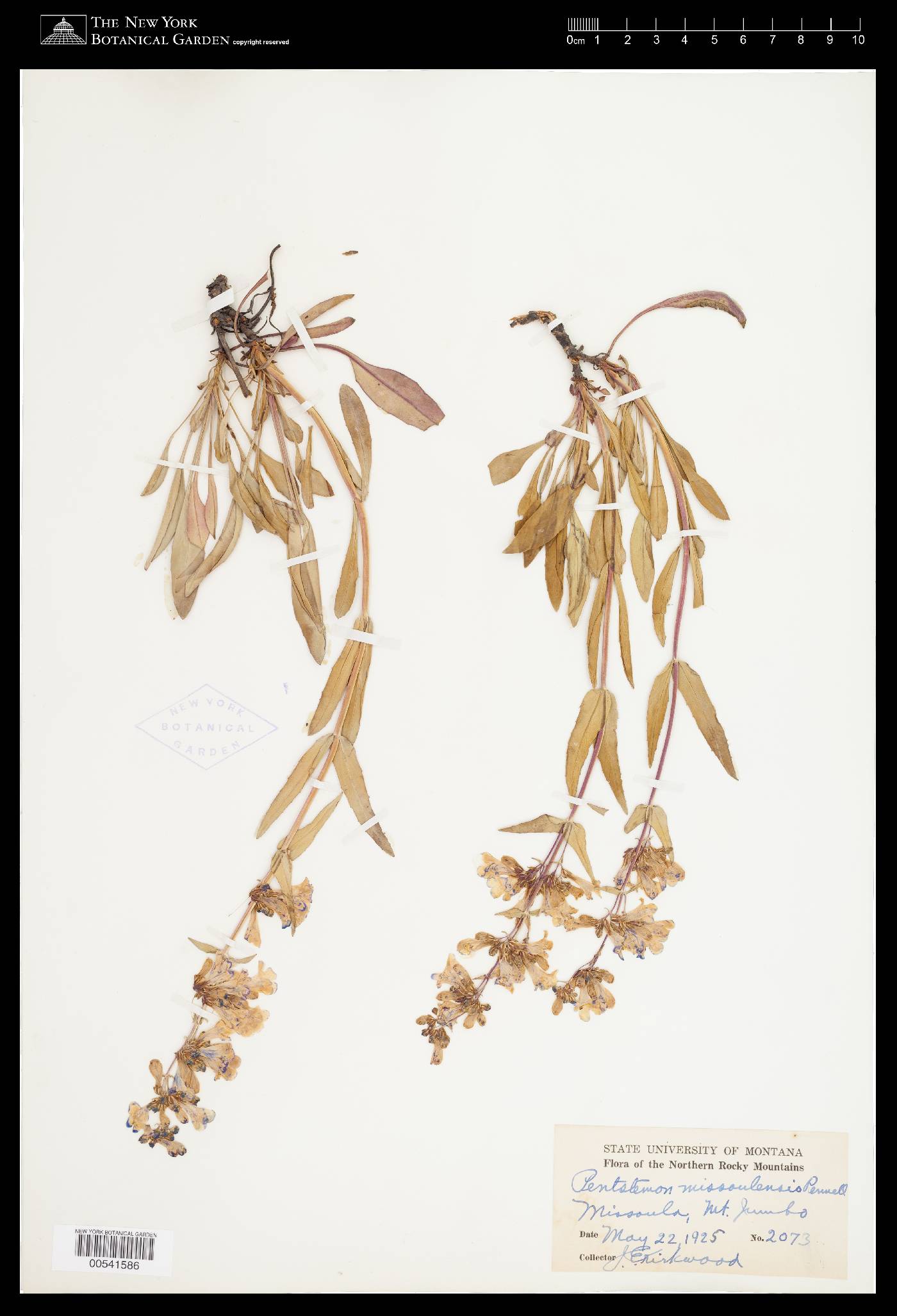 Penstemon albertinus image