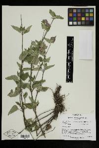 Agastache urticifolia image