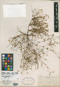 Pectis stenophylla var. rosei image