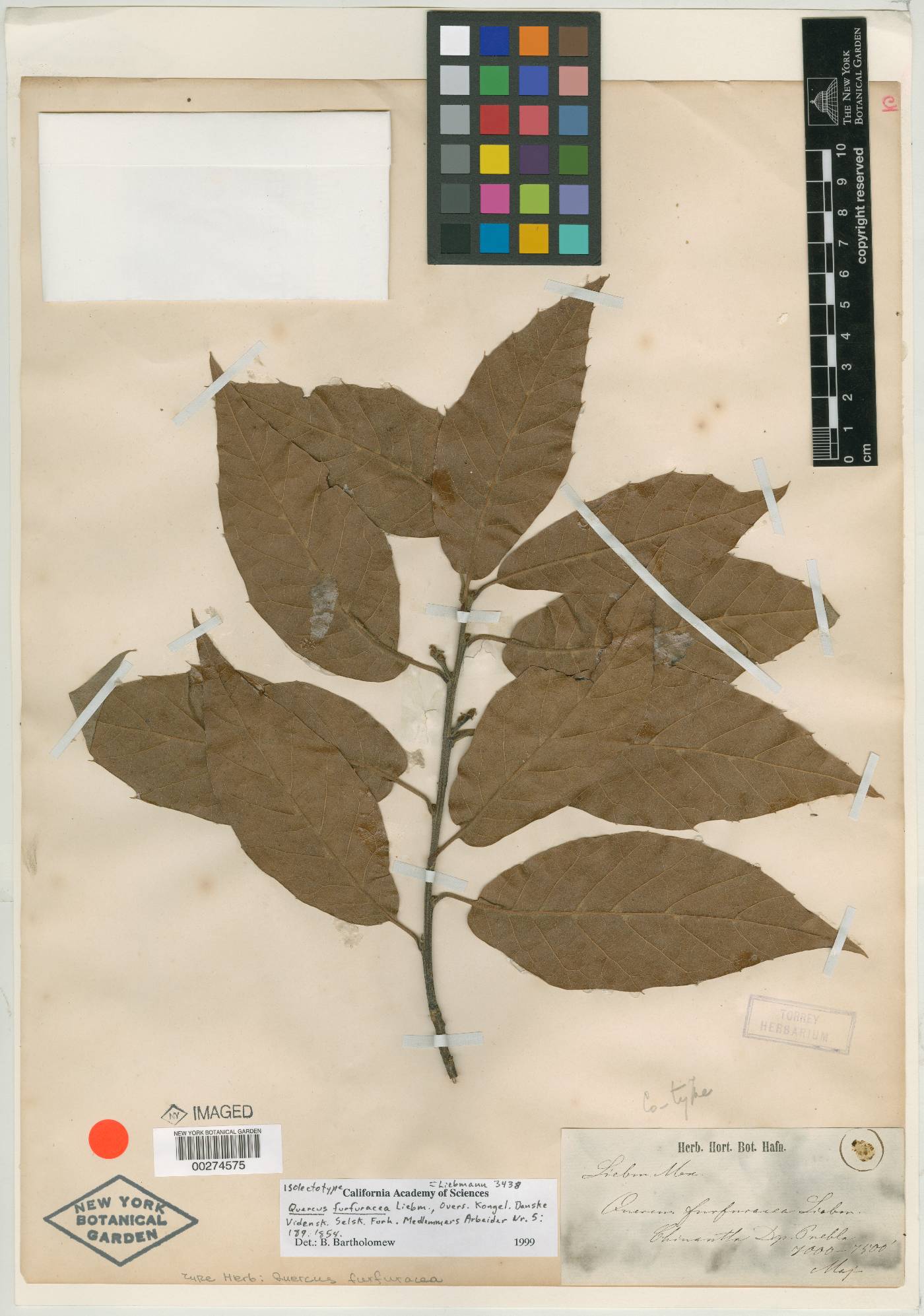 Quercus furfuracea image