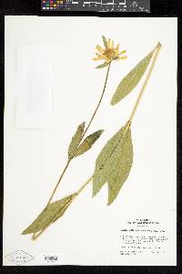 Helianthella uniflora image