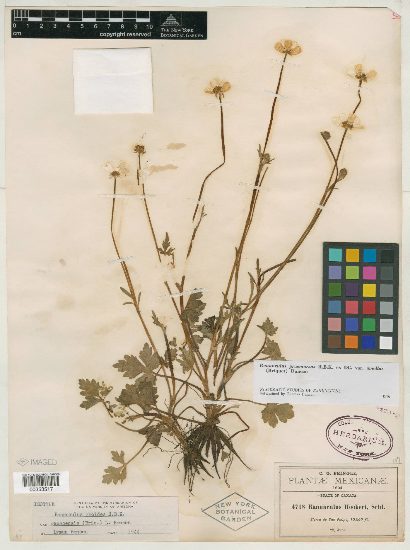 Ranunculus oaxacensis image