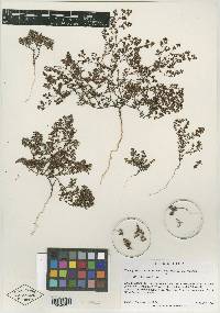 Paronychia chartacea subsp. minima image