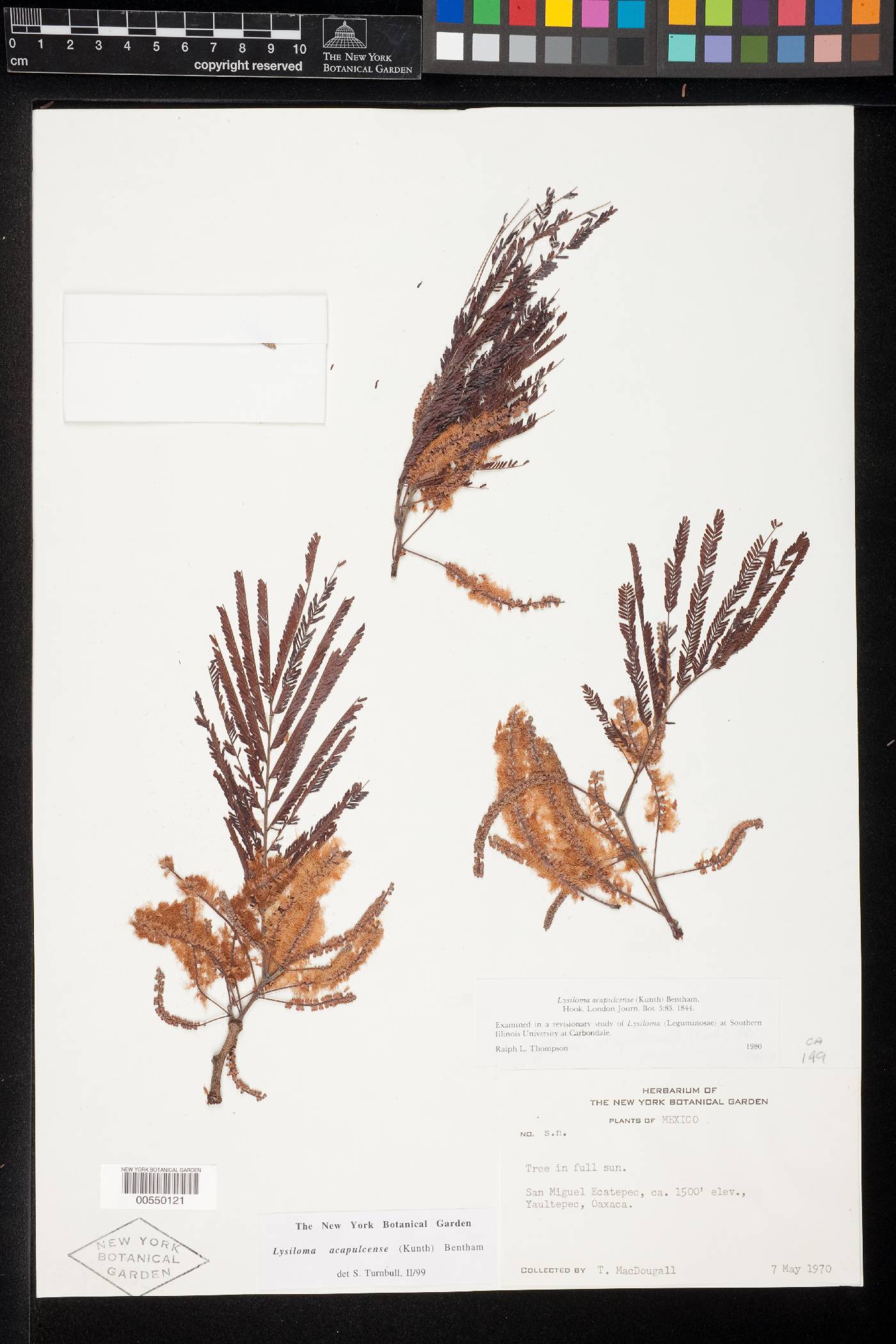 Lysiloma acapulcense image