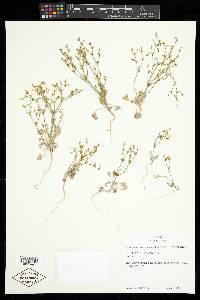 Eriogonum salicornioides image