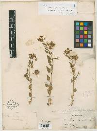 Image of Abronia lobatifolia