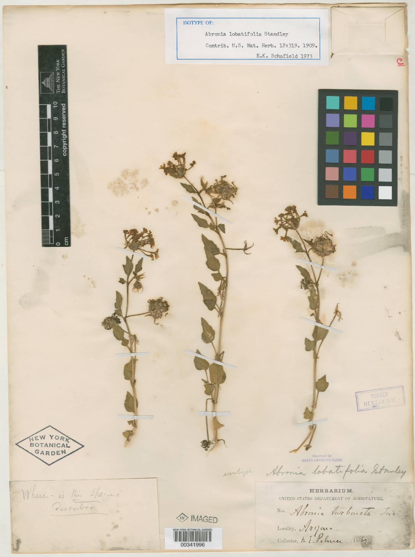 Abronia lobatifolia image