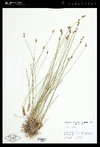 Juncus drummondii image